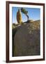 California. Joshua Tree National Park. Rock Formation and Juniper at Sunset-Judith Zimmerman-Framed Photographic Print