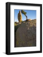 California. Joshua Tree National Park. Rock Formation and Juniper at Sunset-Judith Zimmerman-Framed Photographic Print