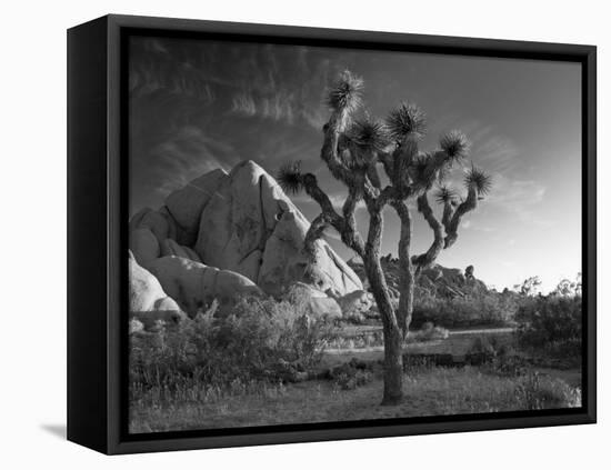 California, Joshua Tree National Park, USA-Alan Copson-Framed Stretched Canvas