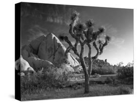 California, Joshua Tree National Park, USA-Alan Copson-Stretched Canvas