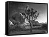 California, Joshua Tree National Park, USA-Alan Copson-Framed Stretched Canvas