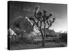 California, Joshua Tree National Park, USA-Alan Copson-Stretched Canvas