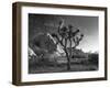 California, Joshua Tree National Park, USA-Alan Copson-Framed Premium Photographic Print