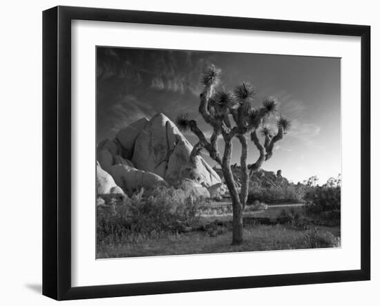 California, Joshua Tree National Park, USA-Alan Copson-Framed Premium Photographic Print