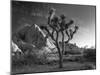 California, Joshua Tree National Park, USA-Alan Copson-Mounted Premium Photographic Print