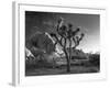 California, Joshua Tree National Park, USA-Alan Copson-Framed Photographic Print