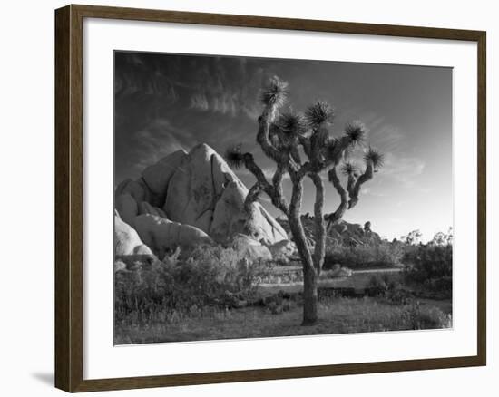 California, Joshua Tree National Park, USA-Alan Copson-Framed Photographic Print