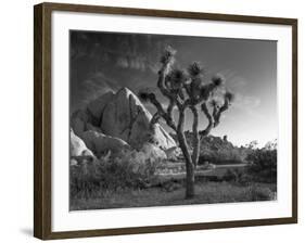 California, Joshua Tree National Park, USA-Alan Copson-Framed Photographic Print