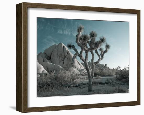 California, Joshua Tree National Park, USA-Alan Copson-Framed Photographic Print