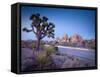 California, Joshua Tree National Park, USA-Alan Copson-Framed Stretched Canvas