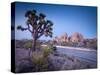 California, Joshua Tree National Park, USA-Alan Copson-Stretched Canvas