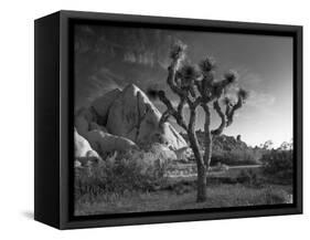 California, Joshua Tree National Park, USA-Alan Copson-Framed Stretched Canvas