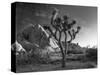 California, Joshua Tree National Park, USA-Alan Copson-Stretched Canvas