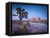 California, Joshua Tree National Park, USA-Alan Copson-Framed Stretched Canvas