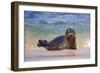 California, La Jolla. Baby Harbor Seal in Beach Water-Jaynes Gallery-Framed Photographic Print