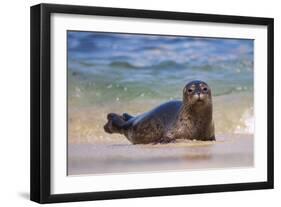 California, La Jolla. Baby Harbor Seal in Beach Water-Jaynes Gallery-Framed Photographic Print