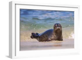 California, La Jolla. Baby Harbor Seal in Beach Water-Jaynes Gallery-Framed Photographic Print