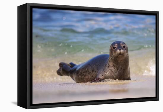 California, La Jolla. Baby Harbor Seal in Beach Water-Jaynes Gallery-Framed Stretched Canvas