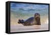 California, La Jolla. Baby Harbor Seal in Beach Water-Jaynes Gallery-Framed Stretched Canvas