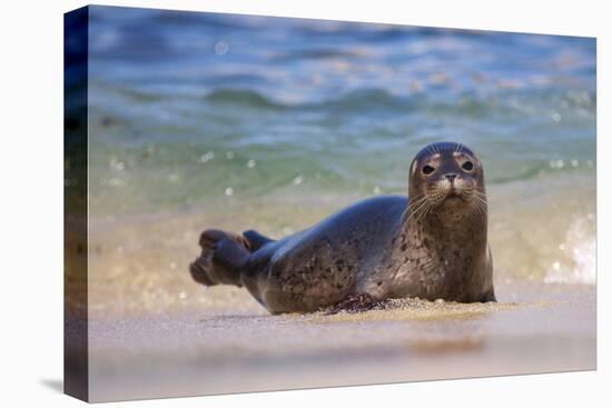 California, La Jolla. Baby Harbor Seal in Beach Water-Jaynes Gallery-Stretched Canvas