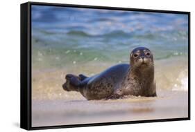 California, La Jolla. Baby Harbor Seal in Beach Water-Jaynes Gallery-Framed Stretched Canvas