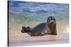 California, La Jolla. Baby Harbor Seal in Beach Water-Jaynes Gallery-Stretched Canvas