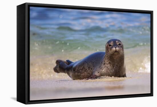 California, La Jolla. Baby Harbor Seal in Beach Water-Jaynes Gallery-Framed Stretched Canvas