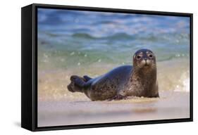 California, La Jolla. Baby Harbor Seal in Beach Water-Jaynes Gallery-Framed Stretched Canvas