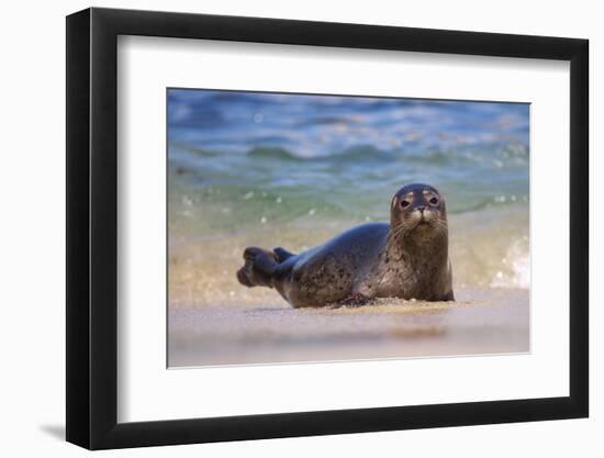 California, La Jolla. Baby Harbor Seal in Beach Water-Jaynes Gallery-Framed Photographic Print