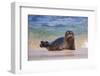 California, La Jolla. Baby Harbor Seal in Beach Water-Jaynes Gallery-Framed Photographic Print