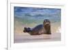 California, La Jolla. Baby Harbor Seal in Beach Water-Jaynes Gallery-Framed Photographic Print