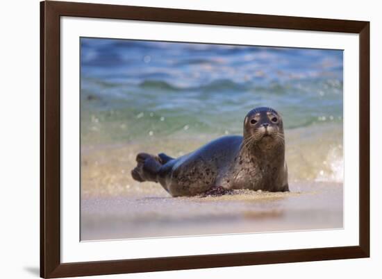 California, La Jolla. Baby Harbor Seal in Beach Water-Jaynes Gallery-Framed Photographic Print