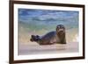 California, La Jolla. Baby Harbor Seal in Beach Water-Jaynes Gallery-Framed Photographic Print