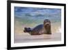 California, La Jolla. Baby Harbor Seal in Beach Water-Jaynes Gallery-Framed Photographic Print