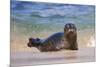 California, La Jolla. Baby Harbor Seal in Beach Water-Jaynes Gallery-Mounted Photographic Print