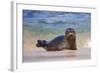 California, La Jolla. Baby Harbor Seal in Beach Water-Jaynes Gallery-Framed Photographic Print