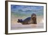 California, La Jolla. Baby Harbor Seal in Beach Water-Jaynes Gallery-Framed Photographic Print