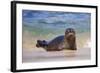 California, La Jolla. Baby Harbor Seal in Beach Water-Jaynes Gallery-Framed Photographic Print