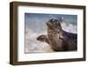 California, La Jolla. Baby Harbor Seal in Beach Water-Jaynes Gallery-Framed Photographic Print