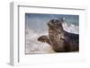 California, La Jolla. Baby Harbor Seal in Beach Water-Jaynes Gallery-Framed Photographic Print