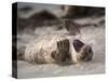 California, La Jolla. Baby Harbor Seal on Beach-Jaynes Gallery-Stretched Canvas