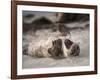 California, La Jolla. Baby Harbor Seal on Beach-Jaynes Gallery-Framed Photographic Print