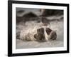 California, La Jolla. Baby Harbor Seal on Beach-Jaynes Gallery-Framed Photographic Print