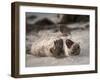 California, La Jolla. Baby Harbor Seal on Beach-Jaynes Gallery-Framed Premium Photographic Print