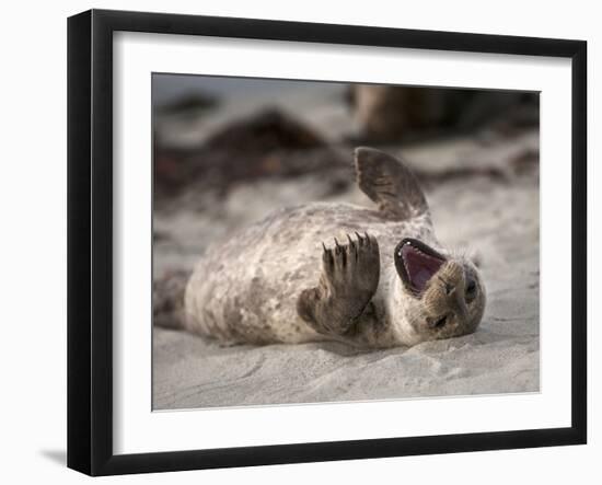 California, La Jolla. Baby Harbor Seal on Beach-Jaynes Gallery-Framed Premium Photographic Print