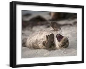 California, La Jolla. Baby Harbor Seal on Beach-Jaynes Gallery-Framed Premium Photographic Print