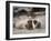 California, La Jolla. Baby Harbor Seal on Beach-Jaynes Gallery-Framed Premium Photographic Print