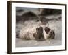 California, La Jolla. Baby Harbor Seal on Beach-Jaynes Gallery-Framed Photographic Print