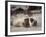 California, La Jolla. Baby Harbor Seal on Beach-Jaynes Gallery-Framed Photographic Print