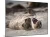 California, La Jolla. Baby Harbor Seal on Beach-Jaynes Gallery-Mounted Photographic Print